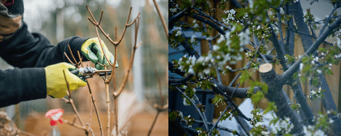 Jarní řezy stromů